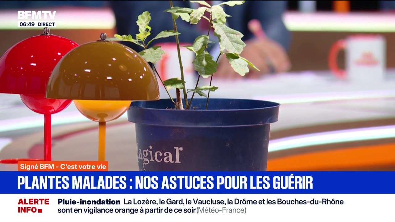 Signé BFM - Lait, bicarbonate de soude ... Nos astuces pour guérir vos plantes malades