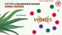 Aloe Vera is characterized by increased antiviral properties