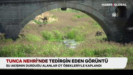 Tunca Nehri'nde tedirgin eden görüntü: Ot öbekleriyle kaplandı