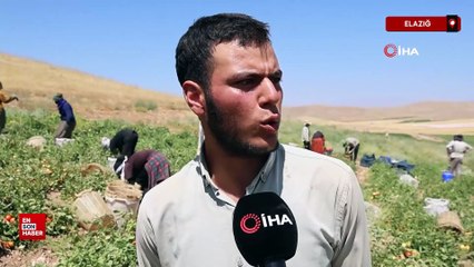 Elazığ'da  iki bin dönüme domates ekti