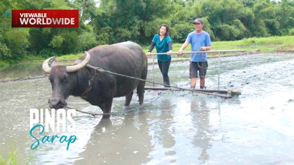 Kara David, nag ala-Sang’gre sa pag-aararo ng palayan! | Pinas Sarap