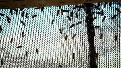Türkiye Arı Yetiştiricileri Merkez Birliği Yönetim Kurulu Üyesi Doğan: 1 kilo balın fiyatını 800 TL olarak belirledik, gerçek bir balın fiyatı bunun altında olamaz
