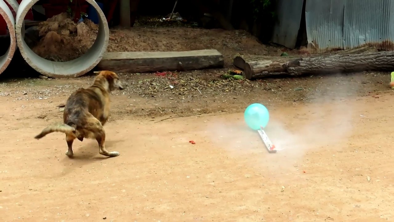 Dog comic fun  Balloon (Animals pranks )