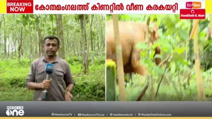 കോതമംഗലത്ത് ​കിണറ്റിൽ വീണ ആനയെ കരകയറ്റി; വന്ന വഴിയെ തന്നെ റബ്ബർ തോട്ടത്തിലൂടെ കാട്ടിലേക്ക്