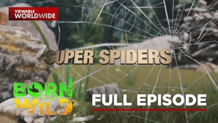 Super Spiders- Mind-Blowing Skills of Nature’s Webmasters | Born to Be Wild (Full Episode)