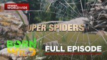 Super Spiders- Mind-Blowing Skills of Nature’s Webmasters | Born to Be Wild (Full Episode)