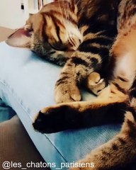 Ces chats vont vous faire fondre de rire !_1754235921