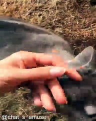 Chats Qui Font des Bêtises Extrêmes_1754225573