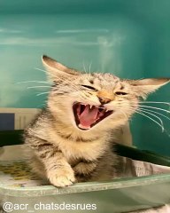 Chats Qui Font du Yoga (ou Presque)_1753901682