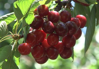 Türkiye’nin zengin mirası canlanıyor: Değerlerin Daveti’nde günün ürünü: Amasya Kirazı