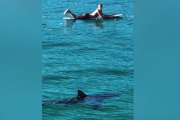 Surfer coming face to face with great white shark