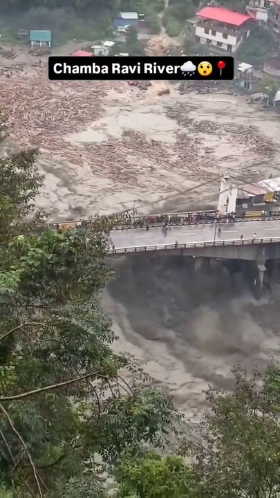 Nature en alerte  troncs d’arbres flottants en excès dans la rivière Ravi, Himachal Pradesh, Inde