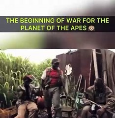 Maymunlar cehennemi filmi gerçek oldu!