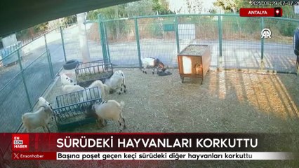 Antalya'da başına poşet geçen keçi sürüdeki diğer hayvanları korkuttu