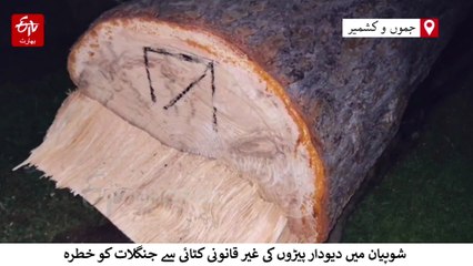 شوپیان میں دیودار پیڑوں کی غیر قانونی کٹائی سے جنگلات کو خطرہ