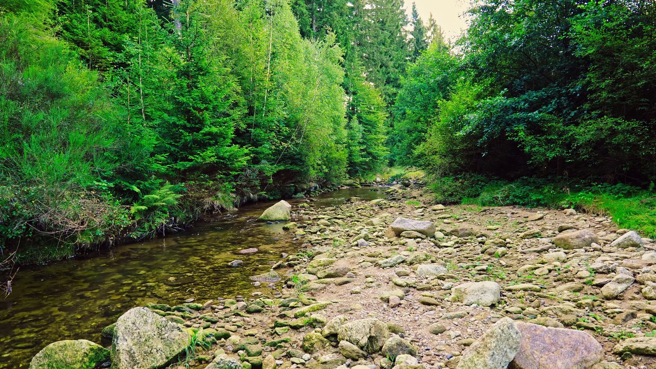 Where Water Meets Birdsong - Forest Stream Sounds for Sleep & Relaxation