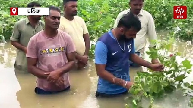 ਭਾਰੀ ਮੀਂਹ ਦੀ ਨਰਮੇ ਉੱਤੇ ਮਾਰ, ਪਾਣੀ ਵਿੱਚ ਡੁੱਬੀ ਫਸਲ, ਸੈਂਕੜੇ ਏਕੜ ਨੁਕਸਾਨ