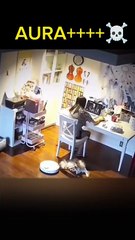 Don't underestimate🤯🤯 __ Power of cat __🐈 #trending #shortvideo #viral #shortfeed