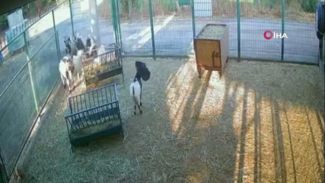 Antalya'da ortalığı karıştıran cüce keçi ortaya çıktı