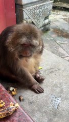 Look at her eyes #monkey #monkey #xingxing #cute #lovely