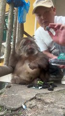 It's time to give Xingxing some fruit. #monkey #monkey #xingxing