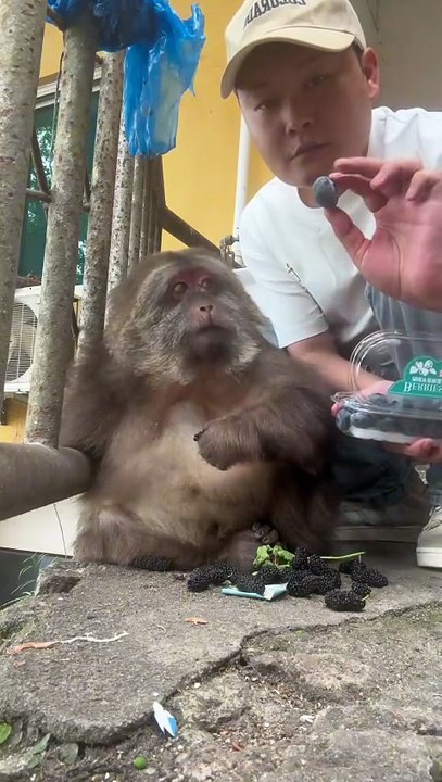 It's time to give Xingxing some fruit. #monkey #monkey #xingxing