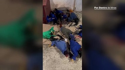 Rinha de galos: PM resgata 143 aves na Grande BH