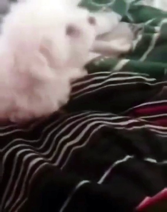 Cuál será el motivo de la discusión?🤔🐕😾