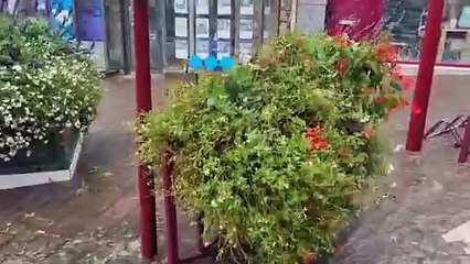 La branche d'un arbre s'effondre à Locminé