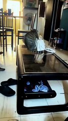 Increíble  ya no se puede confiar en el Michi 😺