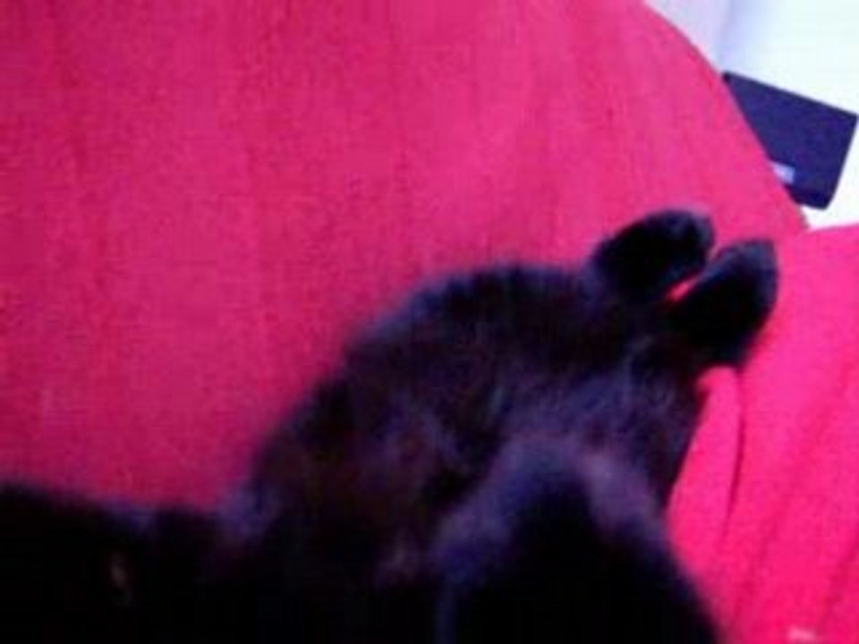 Petit chat qui dort sur le dos