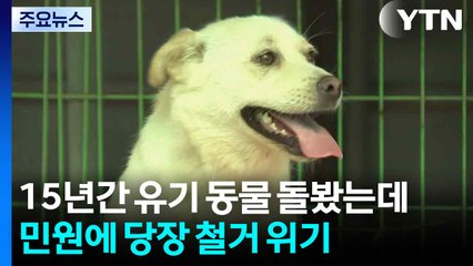 "15년간 유기 동물 돌봤는데"...민원에 당장 철거 위기 / YTN