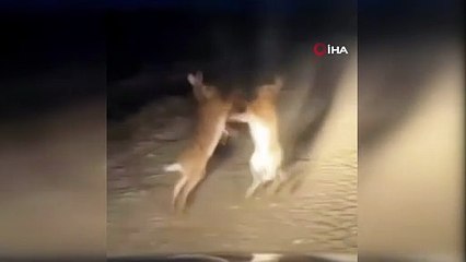 Görenler şaşırıp kaldı! Yaban tavşanlarının boks maçı kamerada