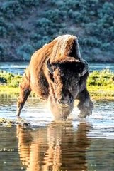 Bison Crossing the River: Power and Majesty in the Wild ✨ #Bison #River #WildNature