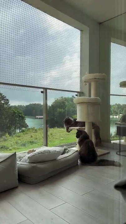 Chill, Play, Repeat 😻☀️ How Cats Spend the Perfect Summer Day #shorts #funnycats #funnyanimals #cutecats #cuteanimals #love #family