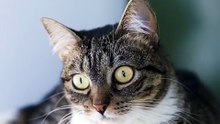 Os animais mais fofos do mundo N•299