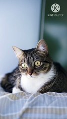 Os animais mais fofos do mundo N•299