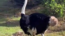 Os animais mais fofos do mundo N•301
