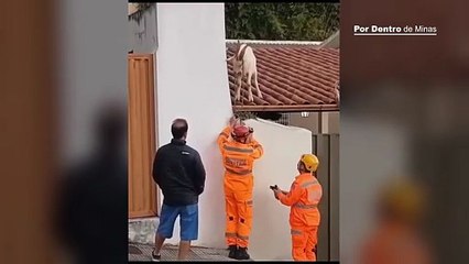 Bode sobe em telhado de casa e é resgatado pelos bombeiros em Barbacena