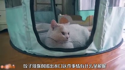 🐶🐱 “Top 10 Funniest Animal Moments That Will Make You LOL”