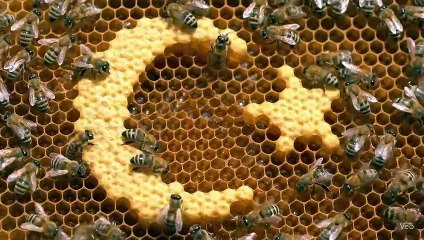 Ay Yıldız Şeklinde Bal Yapan Arılar