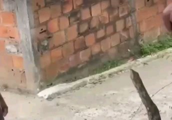 Ex-marido e filho de vereadora de Salvador são acusados de ataque transfóbico