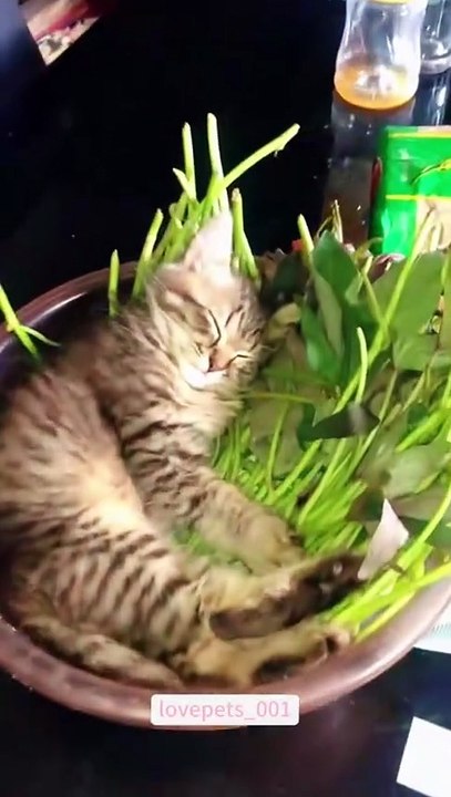 Sleeping Kitty.#cat #cats #catsoftiktok #funny #foryou #funnyvideos #viral #usa #fypシ #funnymoments