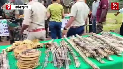 गणेश उत्सव में हाथियों को दावत, STR में 8 दिनों तक खूब मजे किए, रिफ्रेश होकर करेंगे गश्ती