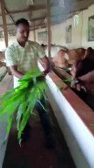 Gau Mata ki Jay