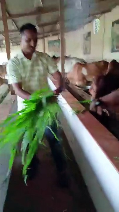Gau Mata ki Jay