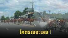 ชั่วโมงนี้วัวจอง เดินเต็มถนนไปหมดรถรอไปก่อนนะ