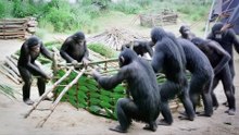 30,000 Years Ago ｜ How Prehistoric Humans Fought Giant Bears, Shared Food & Built Shelters (1)