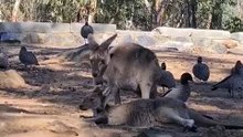 Kangaroo diaries only in Australia