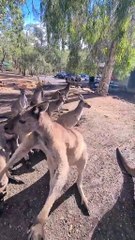 Kangaroo diaries only in Australia 🇦🇺